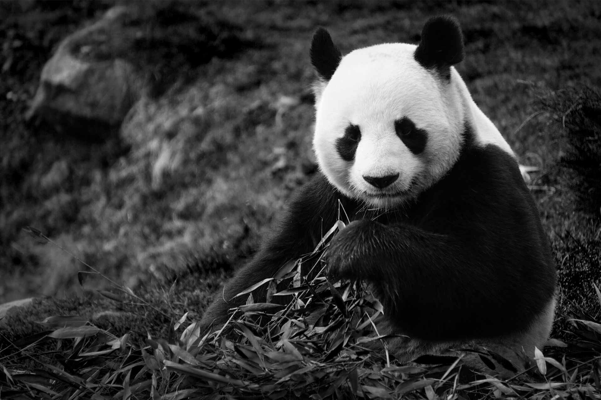 Black and White Panda Wallpapers Top Free Black and White Panda