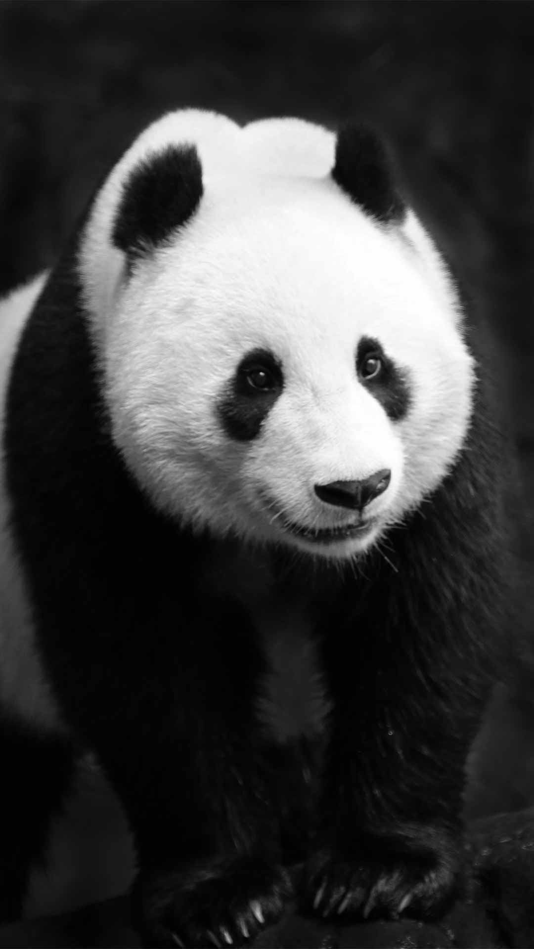 Black and White Panda Wallpapers Top Free Black and White Panda