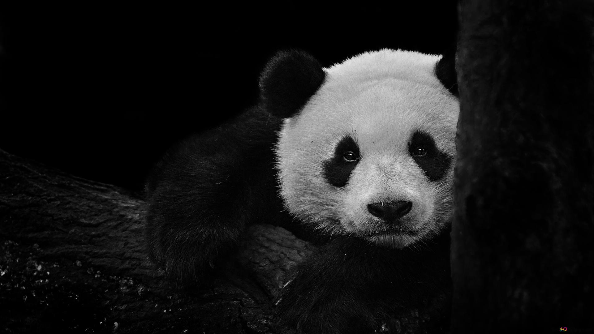 Black and White Panda Wallpapers Top Free Black and White Panda Backgrounds WallpaperAccess