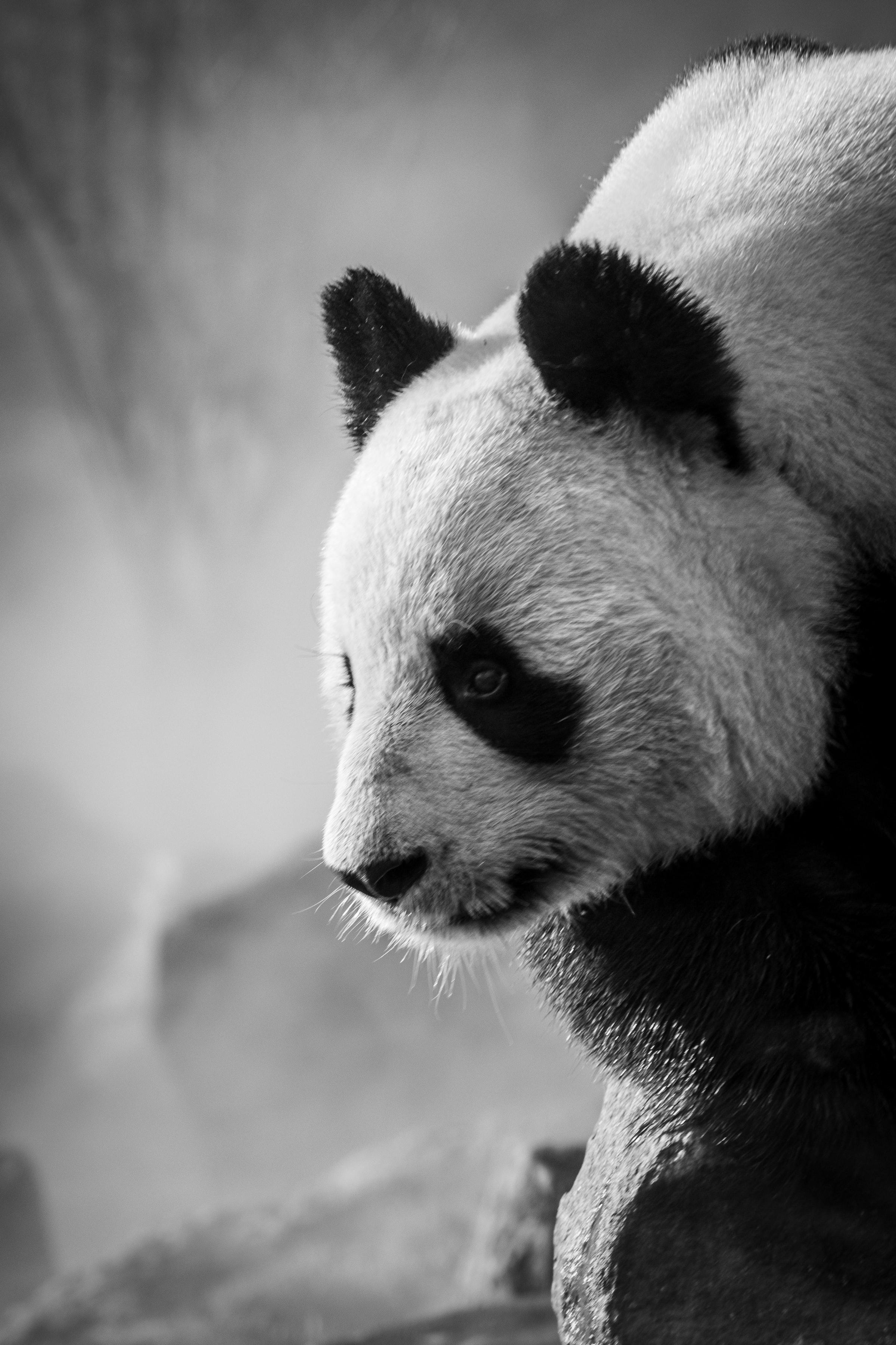 Black and White Panda Wallpapers Top Free Black and White Panda Backgrounds WallpaperAccess