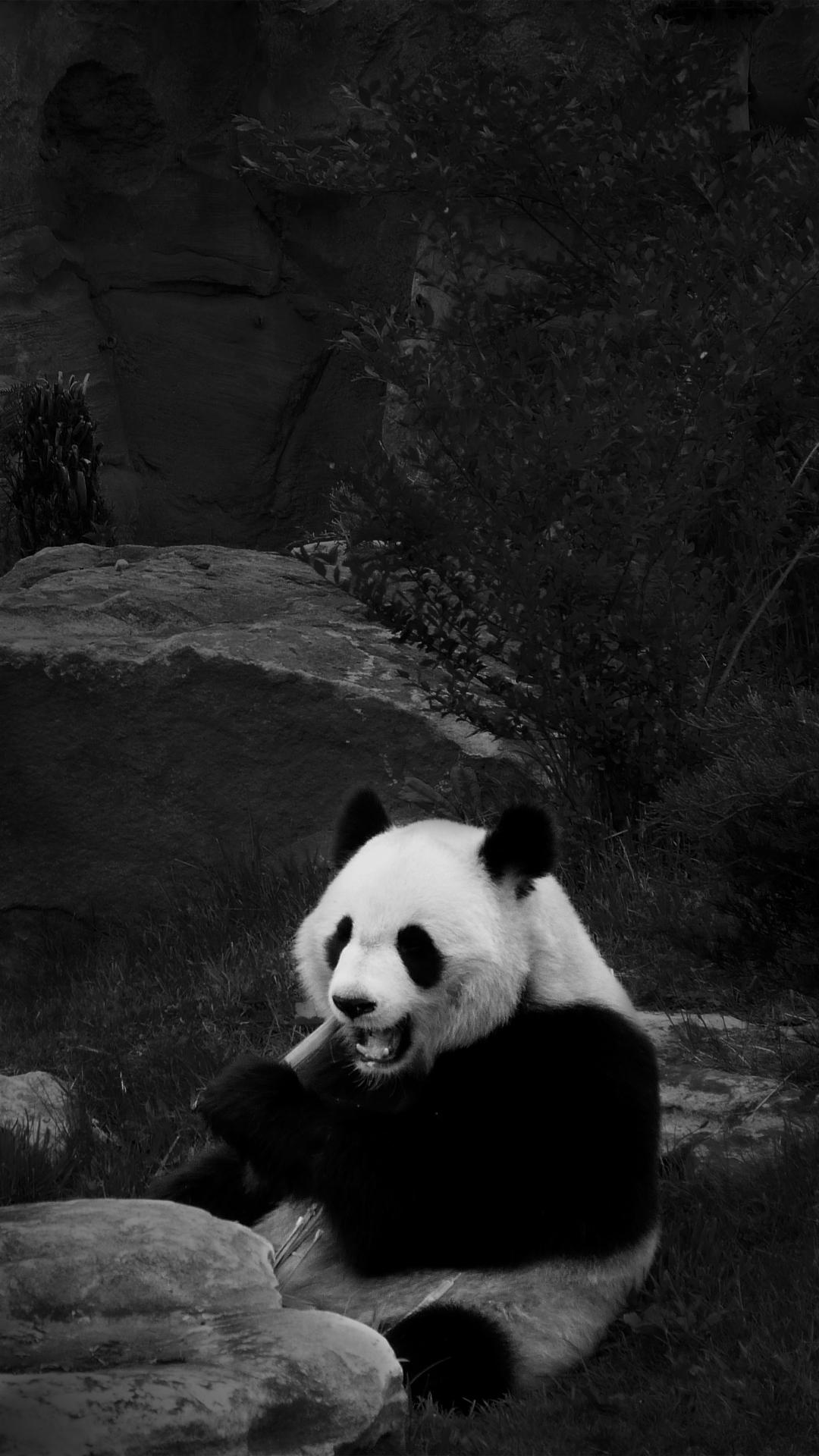 Black and White Panda Wallpapers Top Free Black and White Panda