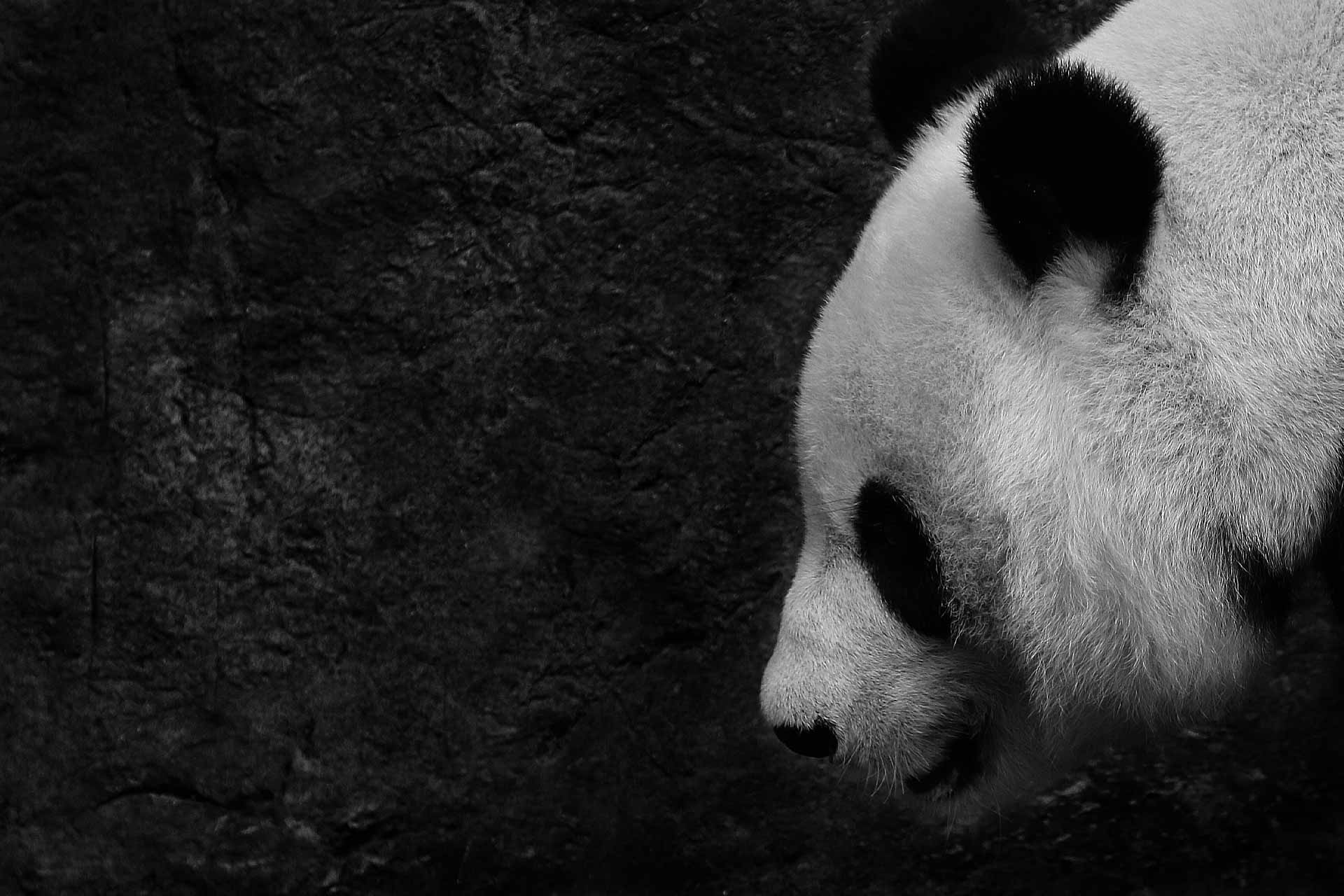 Black and White Panda Wallpapers Top Free Black and White Panda