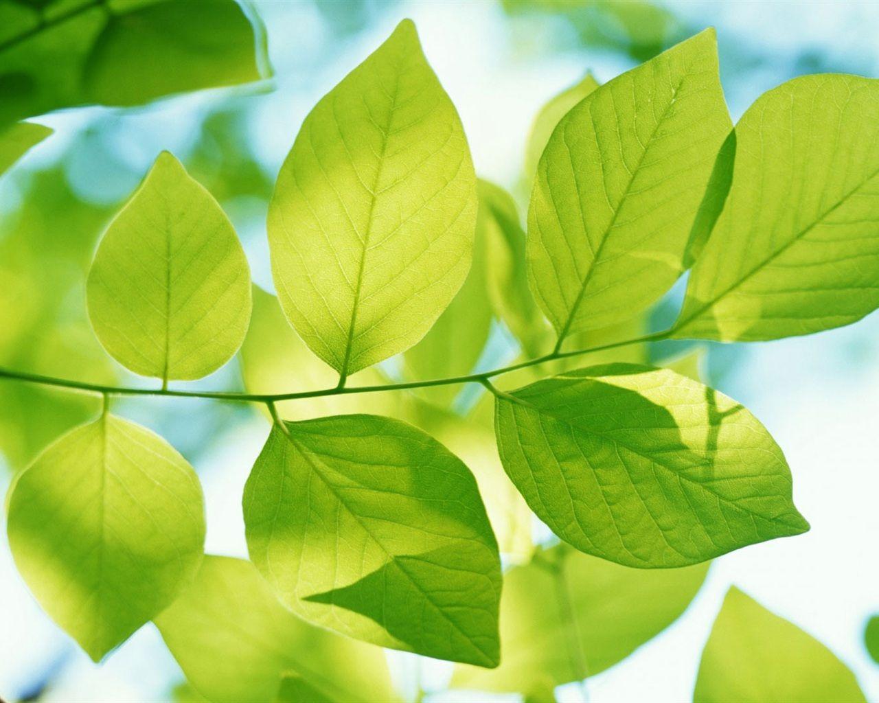 Spring Leaves Wallpapers Top Free Spring Leaves Backgrounds