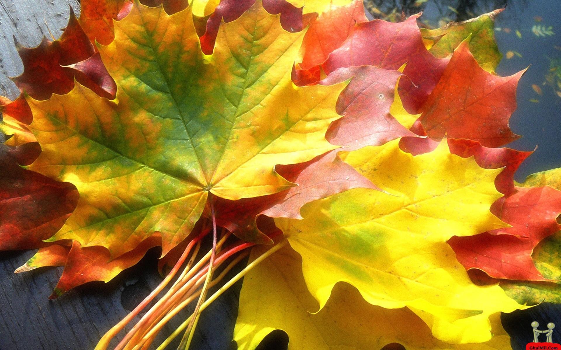 Spring Leaves Wallpapers Top Free Spring Leaves Backgrounds