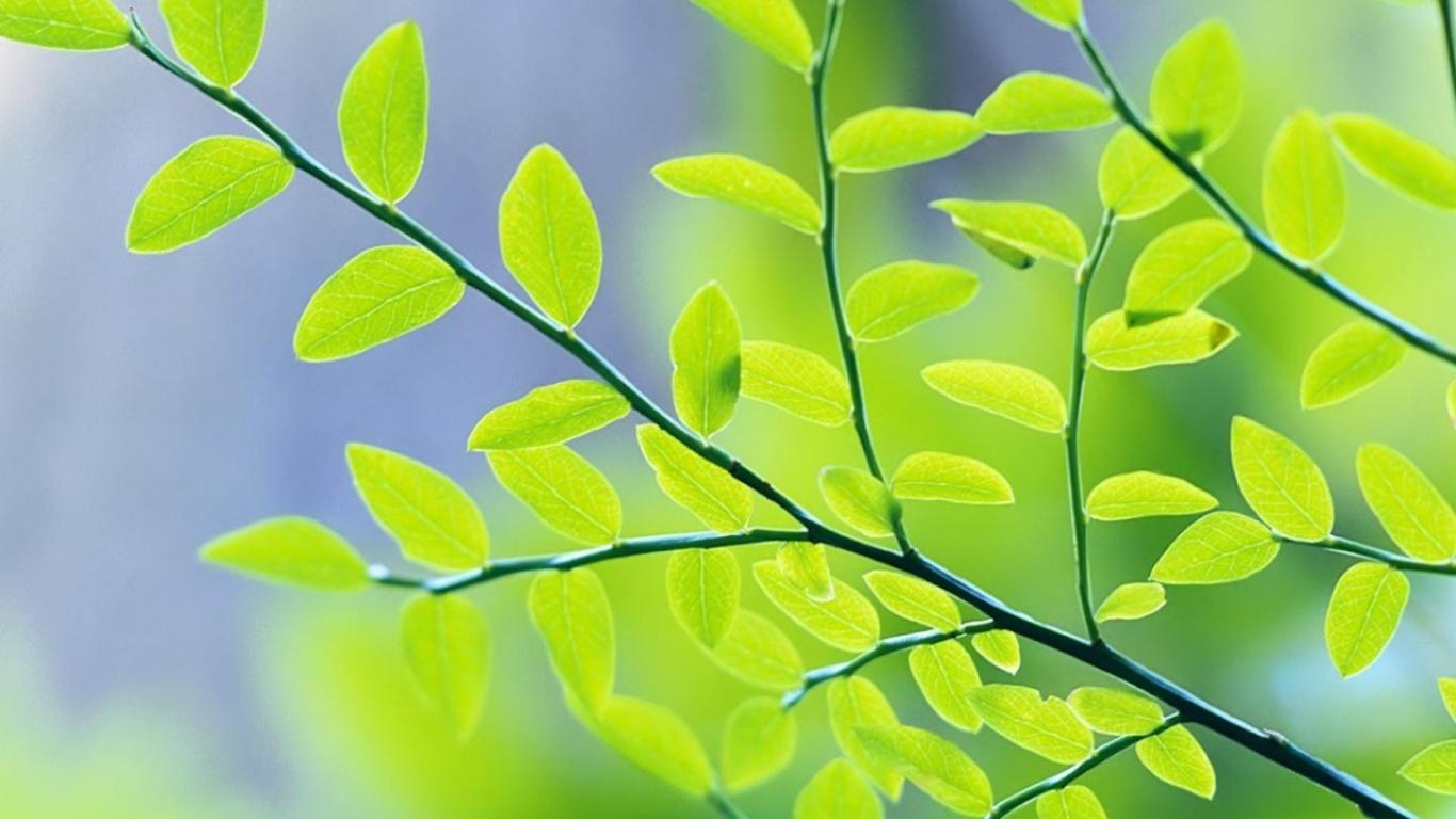 Spring Leaves Wallpapers Top Free Spring Leaves Backgrounds