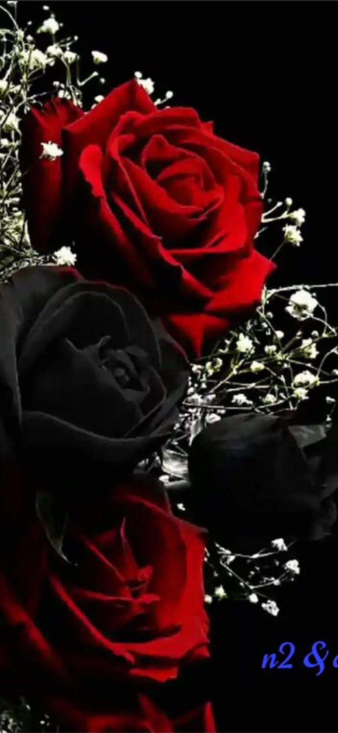 Beautiful Rose iPhone Wallpapers Top Free Beautiful Rose iPhone