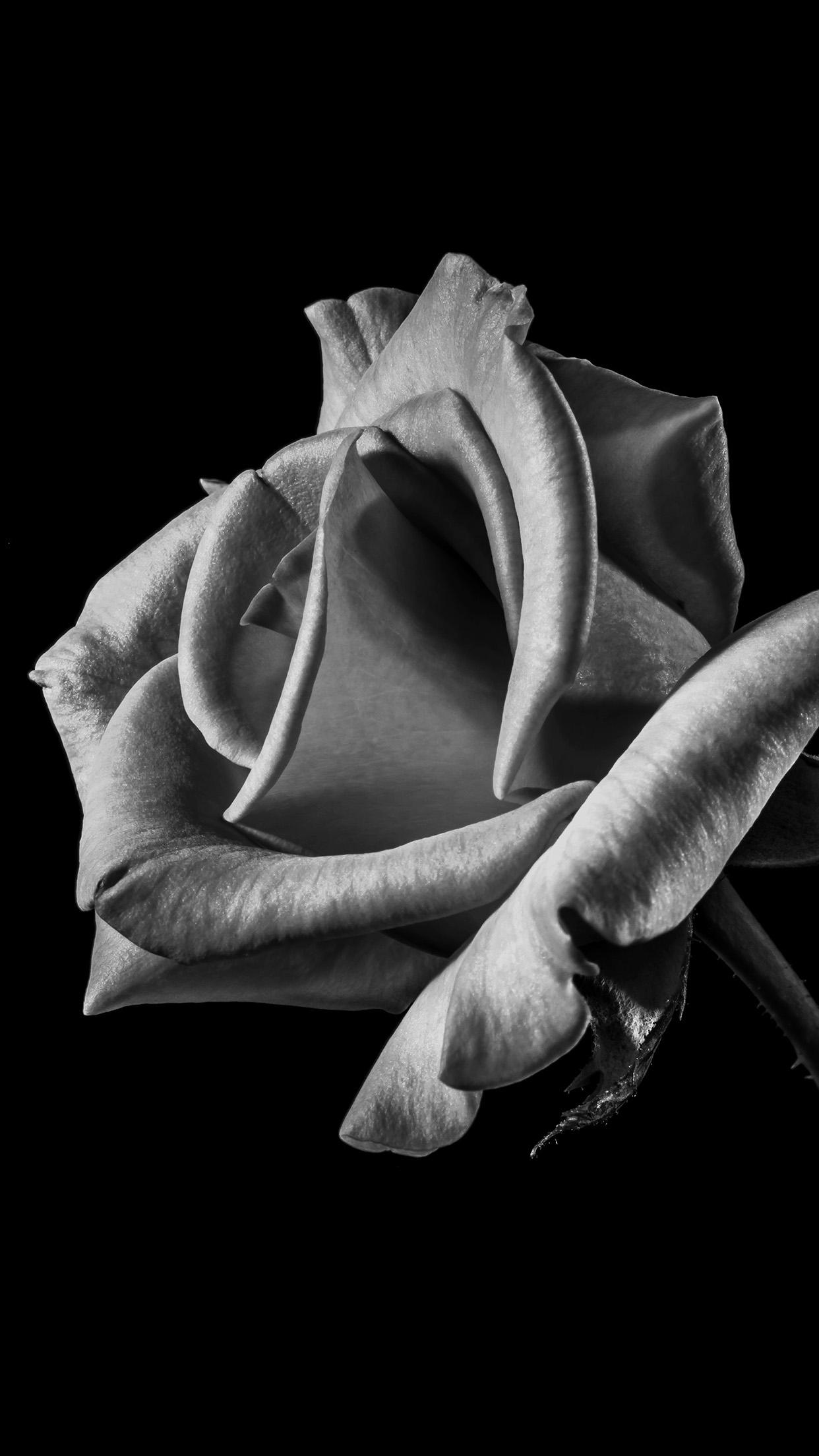 Beautiful Rose iPhone Wallpapers Top Free Beautiful Rose iPhone Backgrounds WallpaperAccess