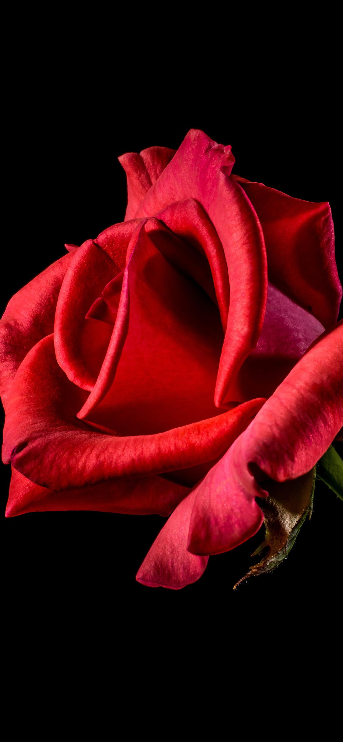 Beautiful Rose iPhone Wallpapers Top Free Beautiful Rose iPhone