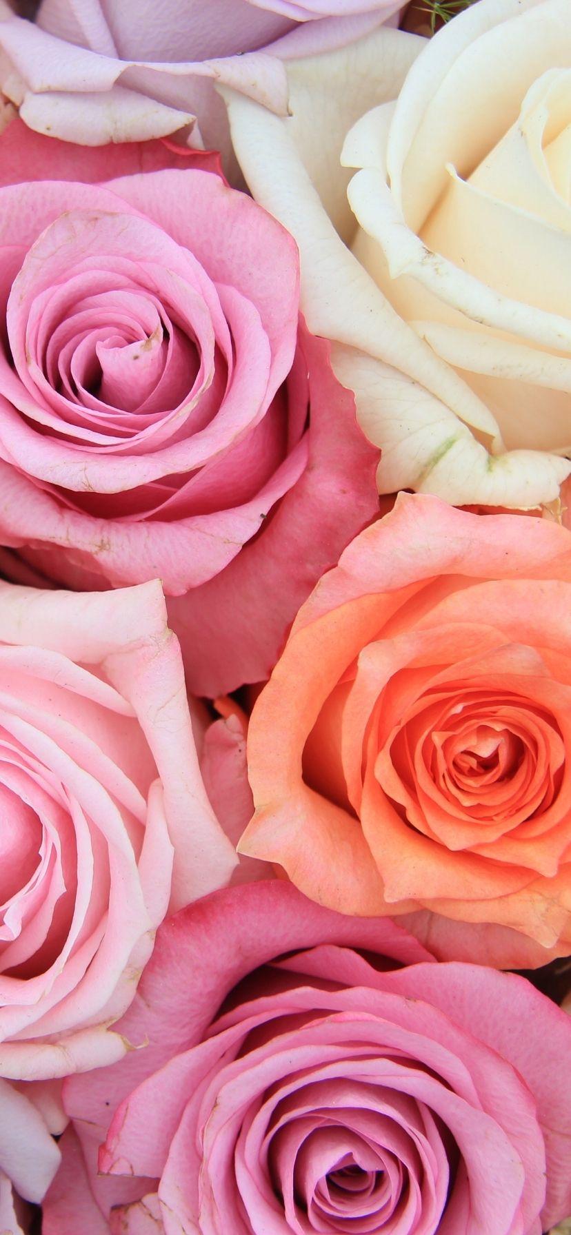 Beautiful Rose iPhone Wallpapers Top Free Beautiful Rose iPhone