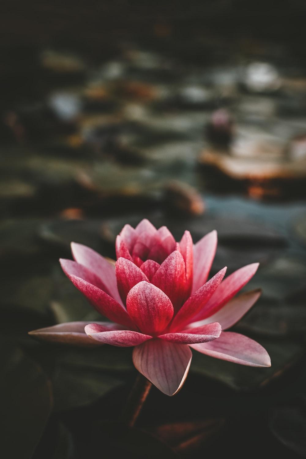 Red Lotus Flower Wallpapers Top Free Red Lotus Flower Backgrounds