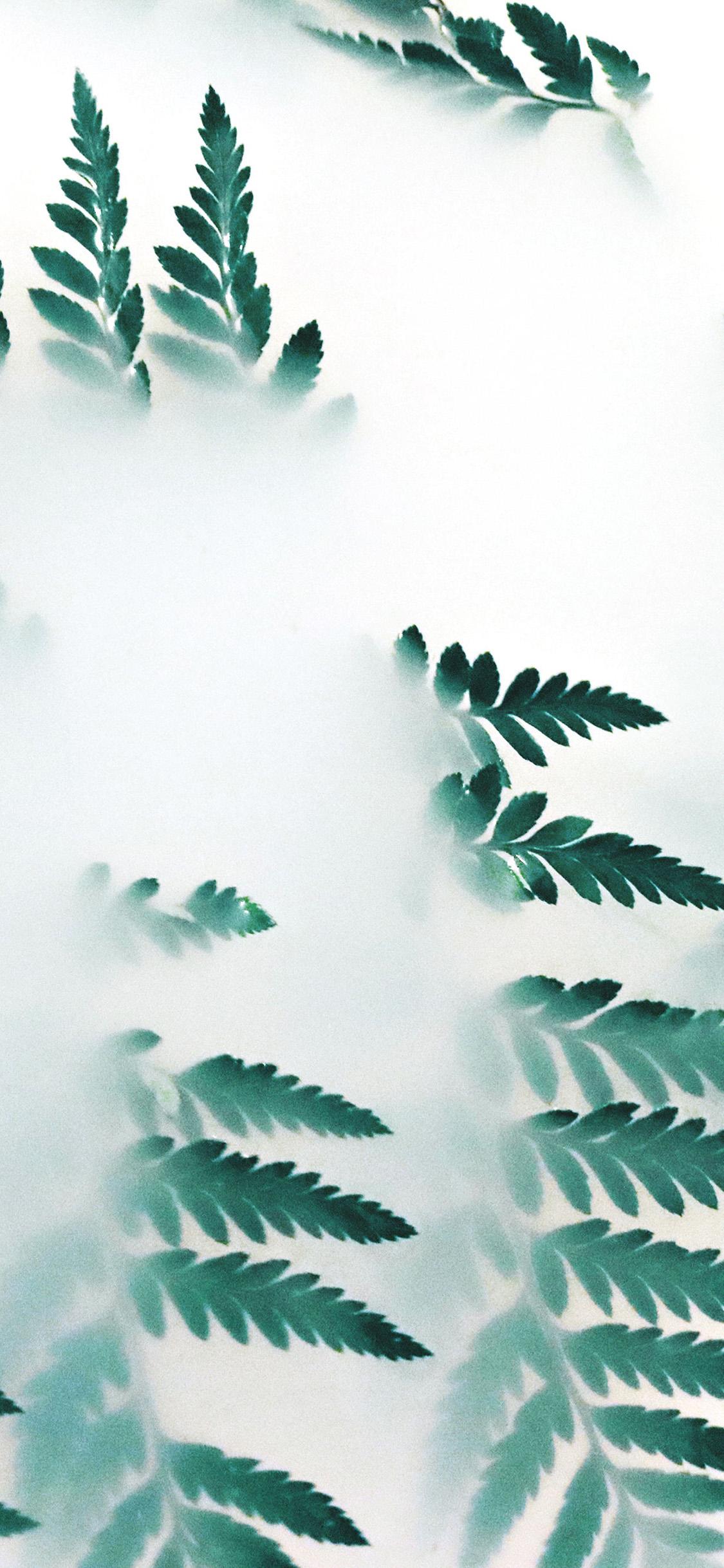 Leaf iPhone Wallpapers Top Free Leaf iPhone Backgrounds WallpaperAccess