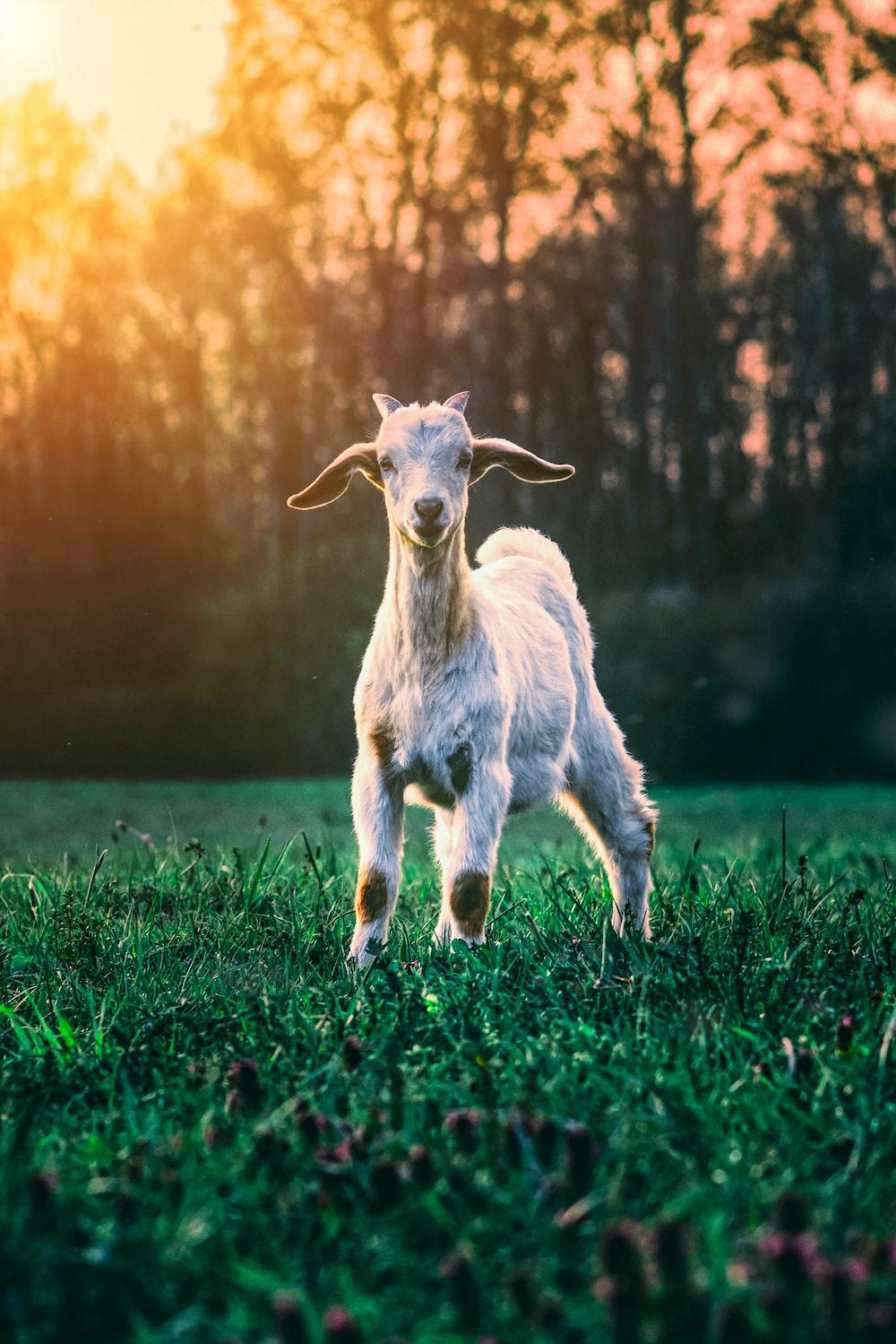 Cool Goat Wallpapers Top Free Cool Goat Backgrounds WallpaperAccess