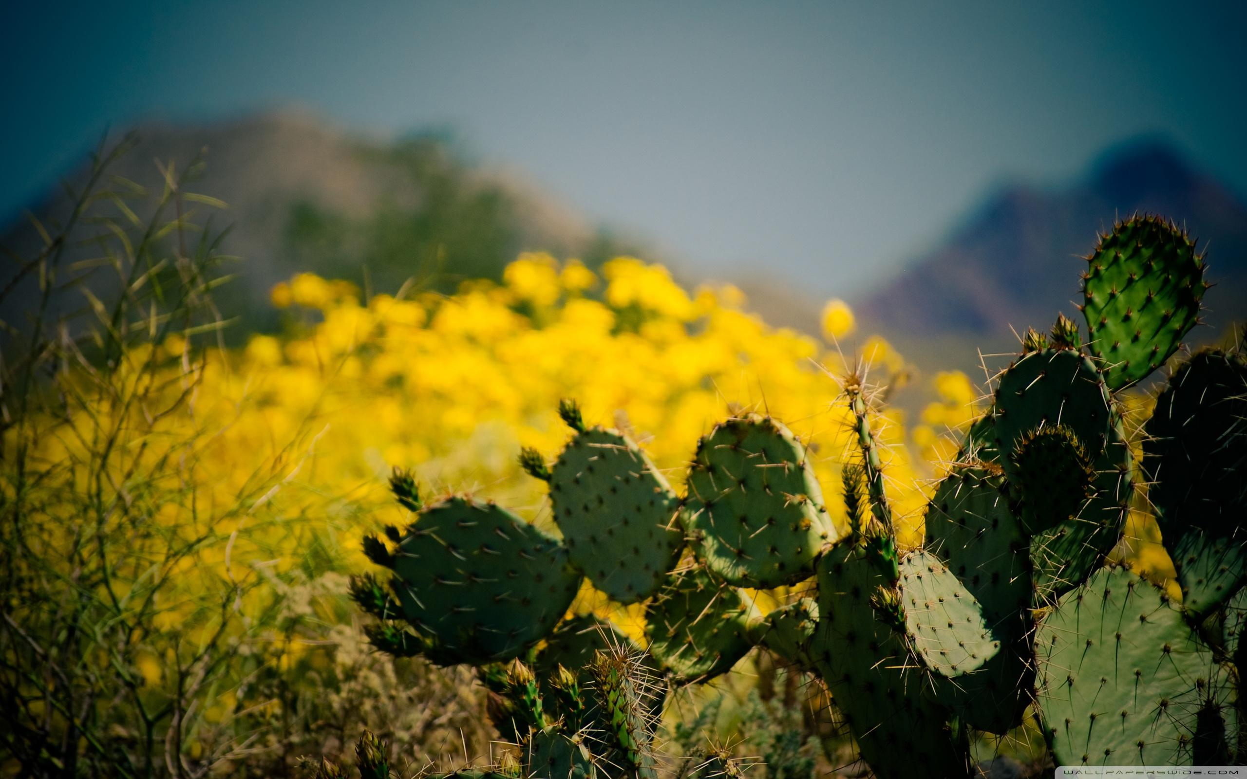 Scottsdale Arizona Wallpapers Top Free Scottsdale Arizona Backgrounds