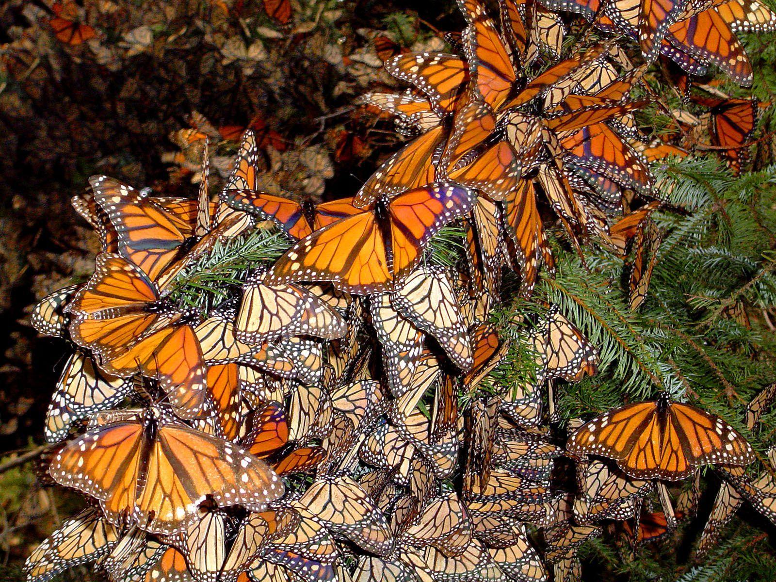 Butterfly Swarm Wallpapers Top Free Butterfly Swarm Backgrounds