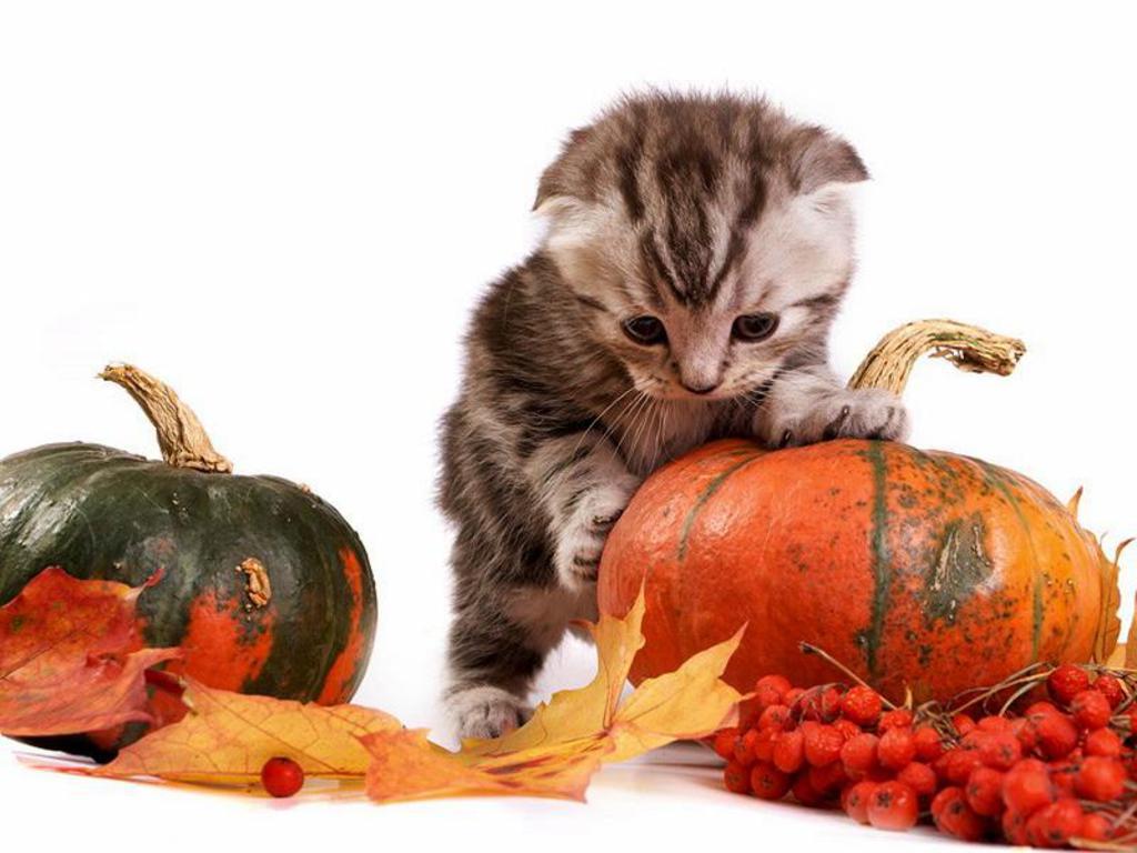 Cute Halloween Animal Wallpapers Top Free Cute Halloween Animal