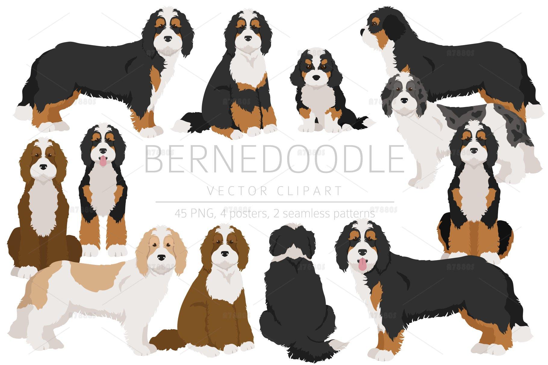 Bernedoodle Wallpapers Top Free Bernedoodle Backgrounds WallpaperAccess