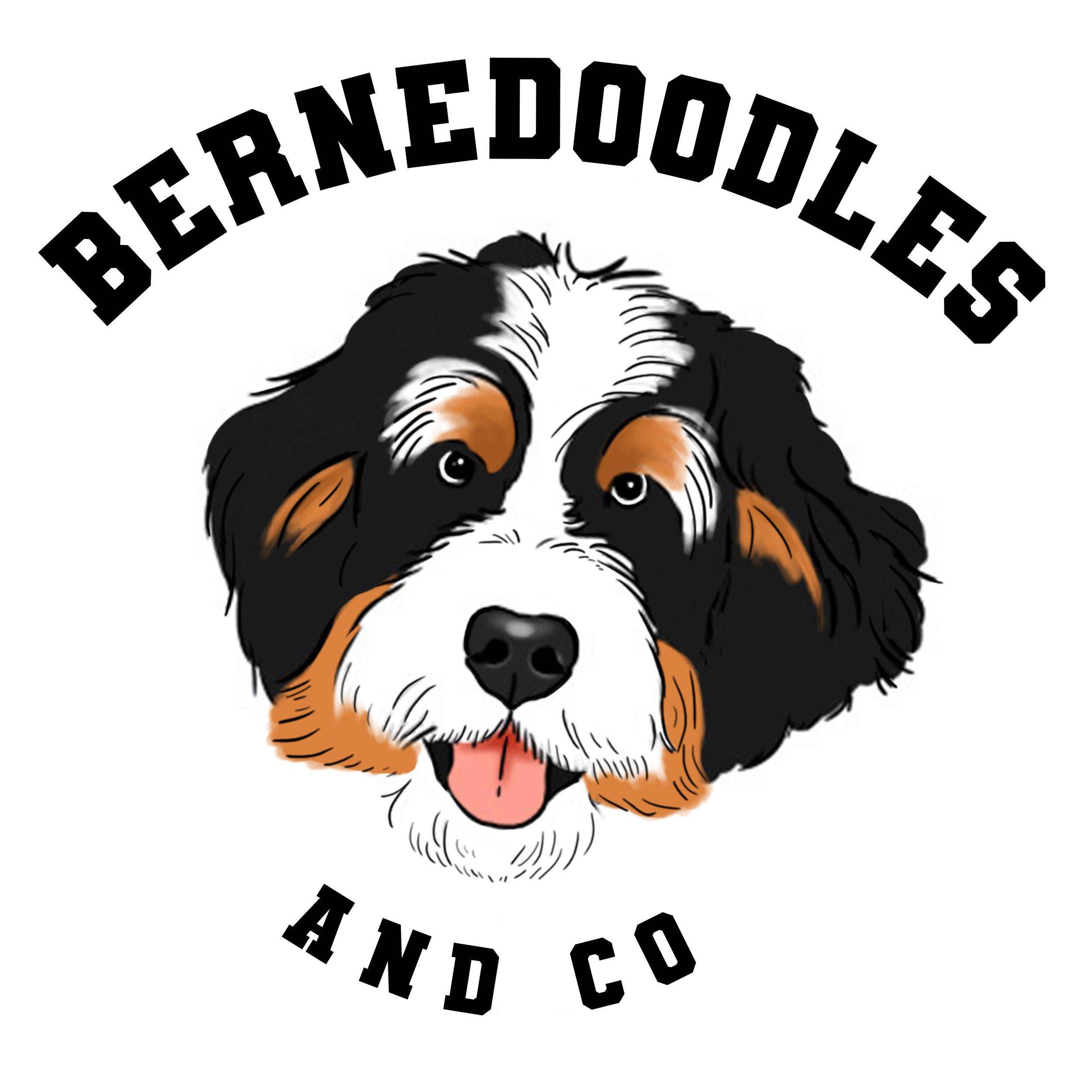 Bernedoodle Wallpapers Top Free Bernedoodle Backgrounds WallpaperAccess