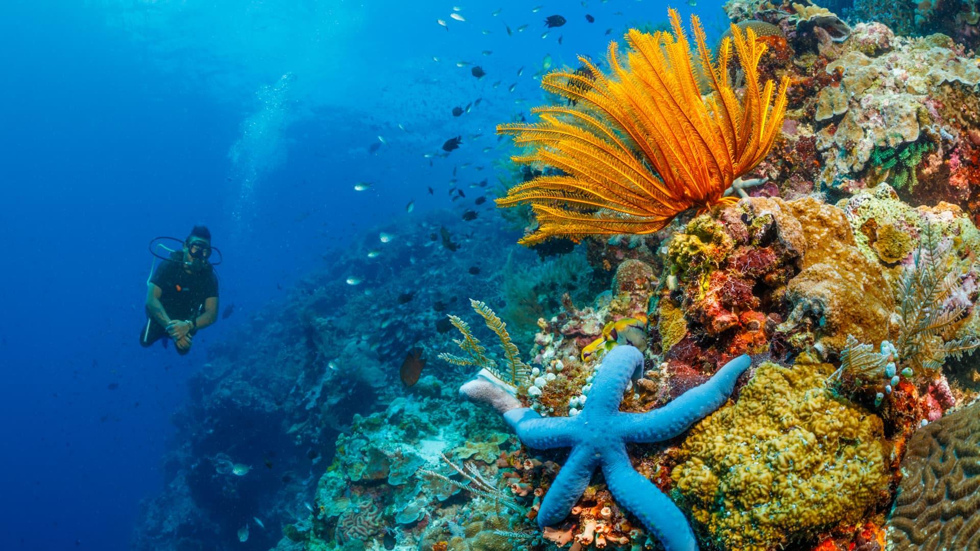 Bunaken Wallpapers Top Free Bunaken Backgrounds WallpaperAccess