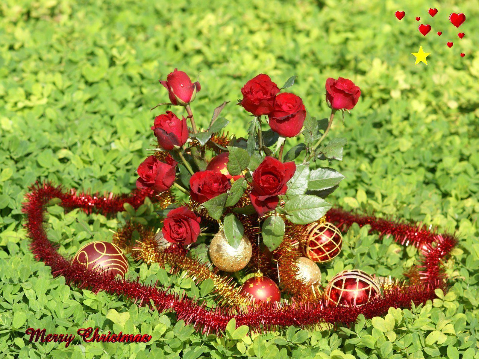 Natural Flower Wallpapers Top Free Natural Flower Backgrounds