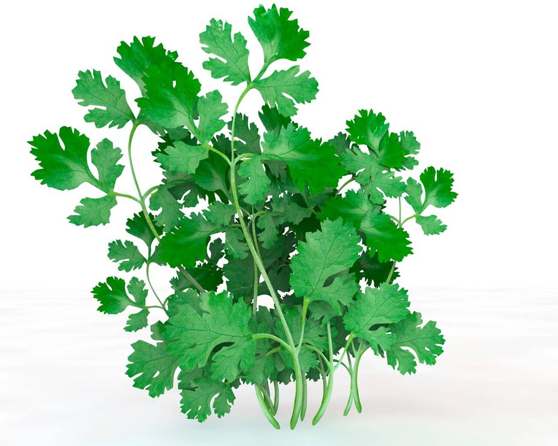 Coriander Wallpapers Top Free Coriander Backgrounds WallpaperAccess