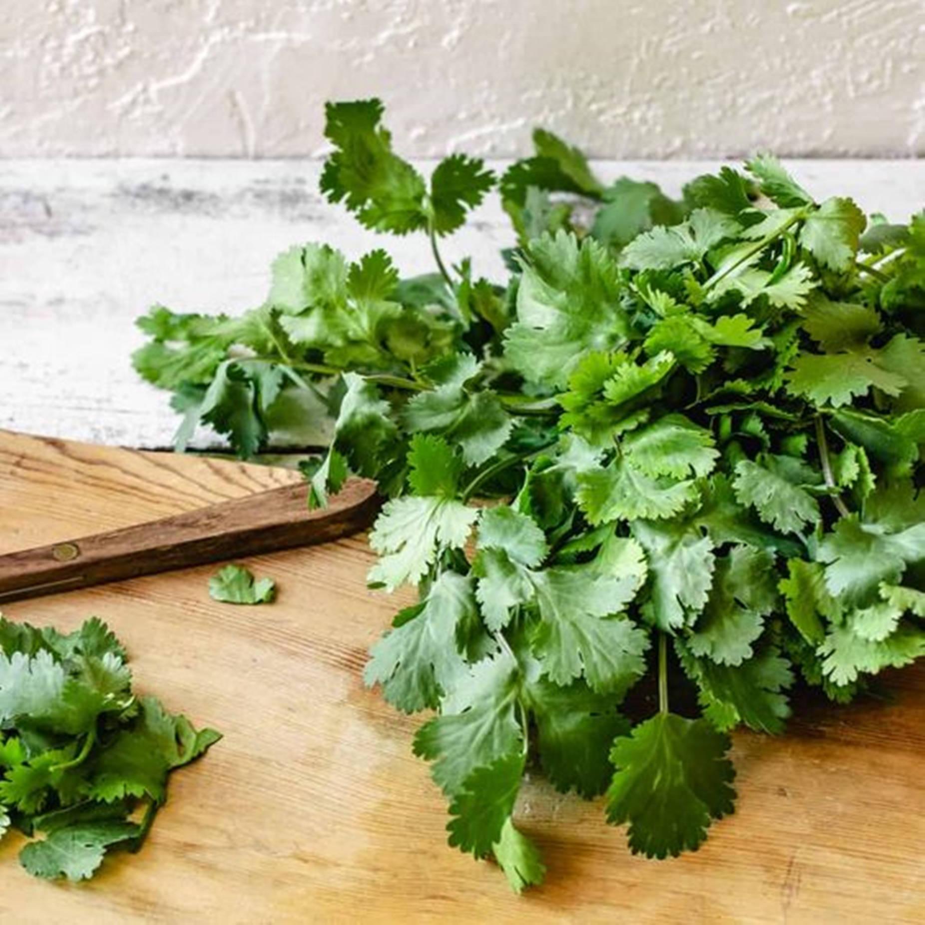 Coriander Wallpapers Top Free Coriander Backgrounds WallpaperAccess
