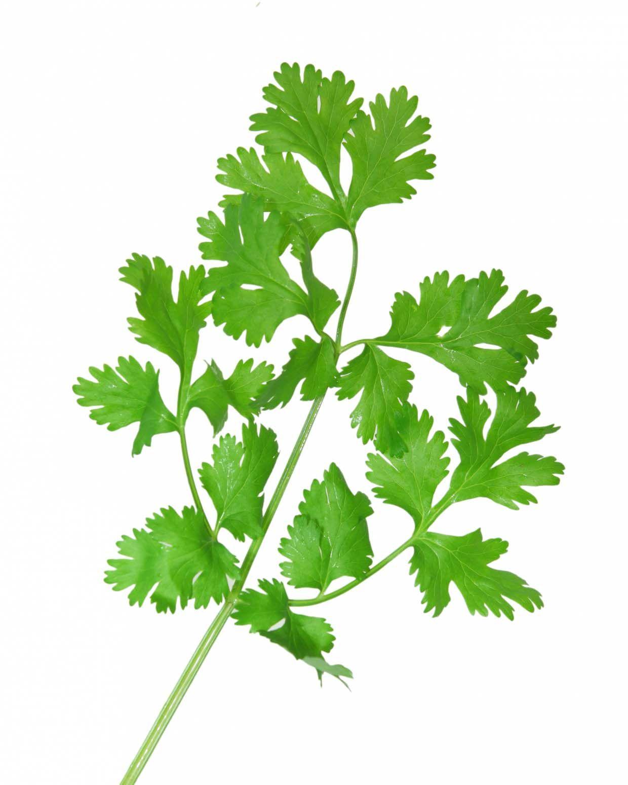 Coriander Wallpapers Top Free Coriander Backgrounds WallpaperAccess