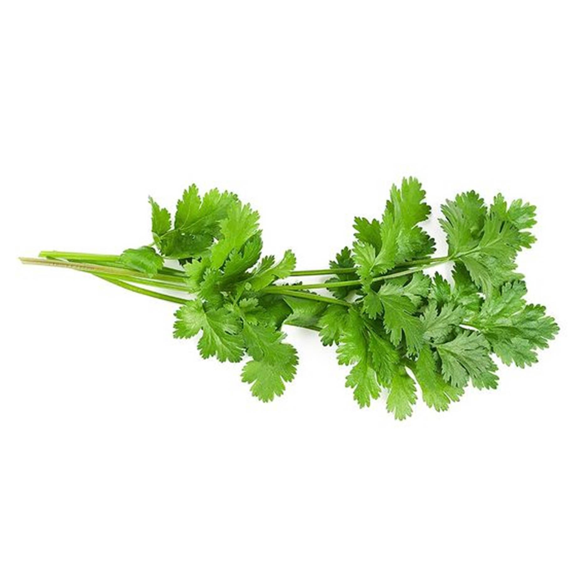 Coriander Wallpapers Top Free Coriander Backgrounds WallpaperAccess