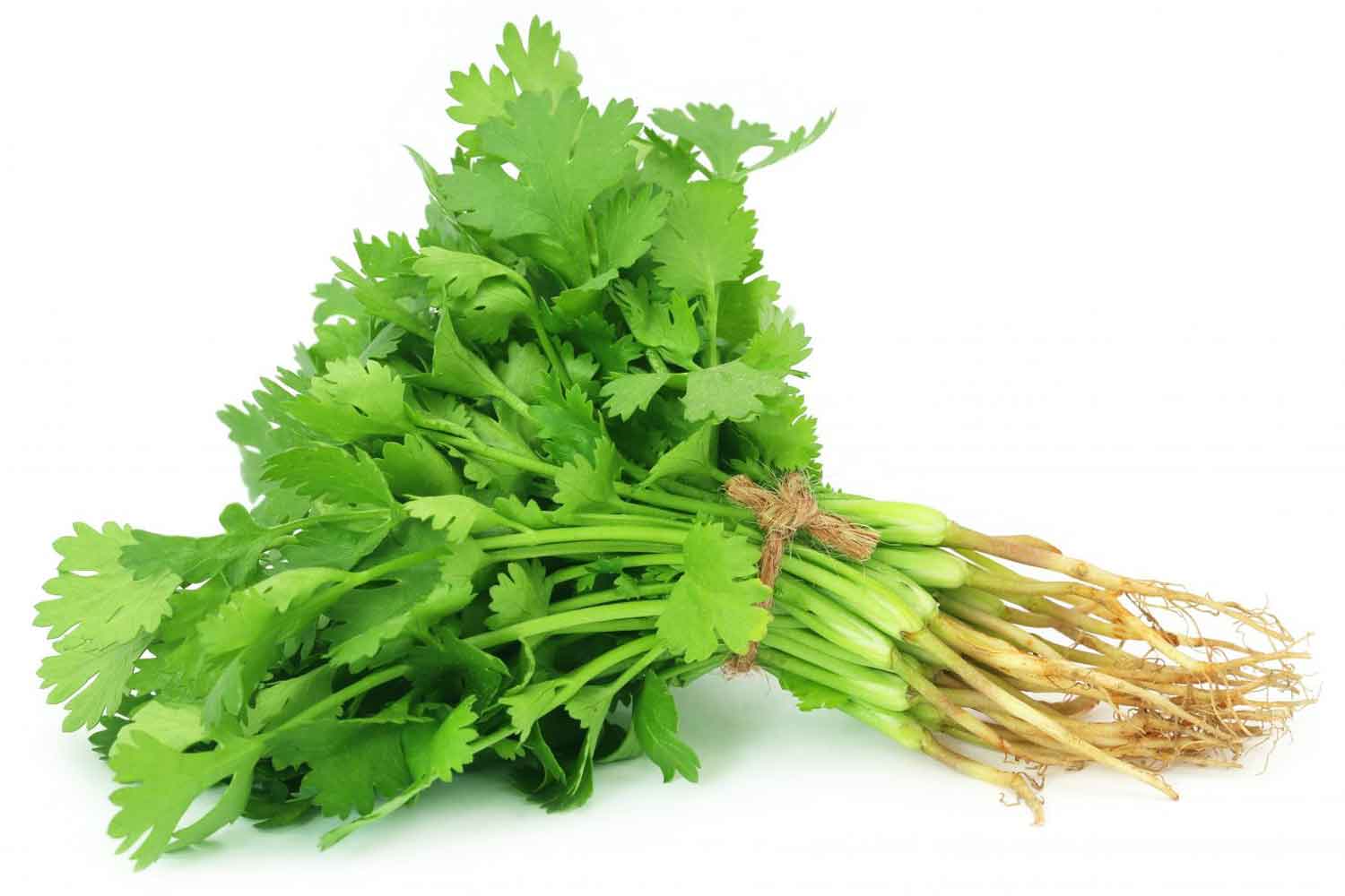 Coriander Wallpapers Top Free Coriander Backgrounds WallpaperAccess