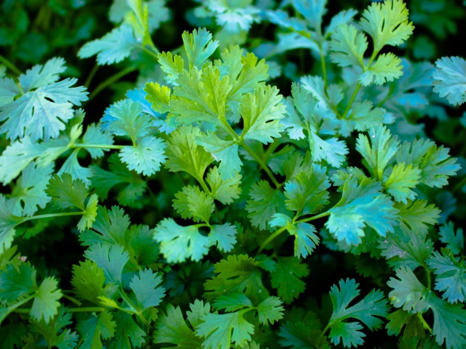 Coriander Wallpapers Top Free Coriander Backgrounds WallpaperAccess