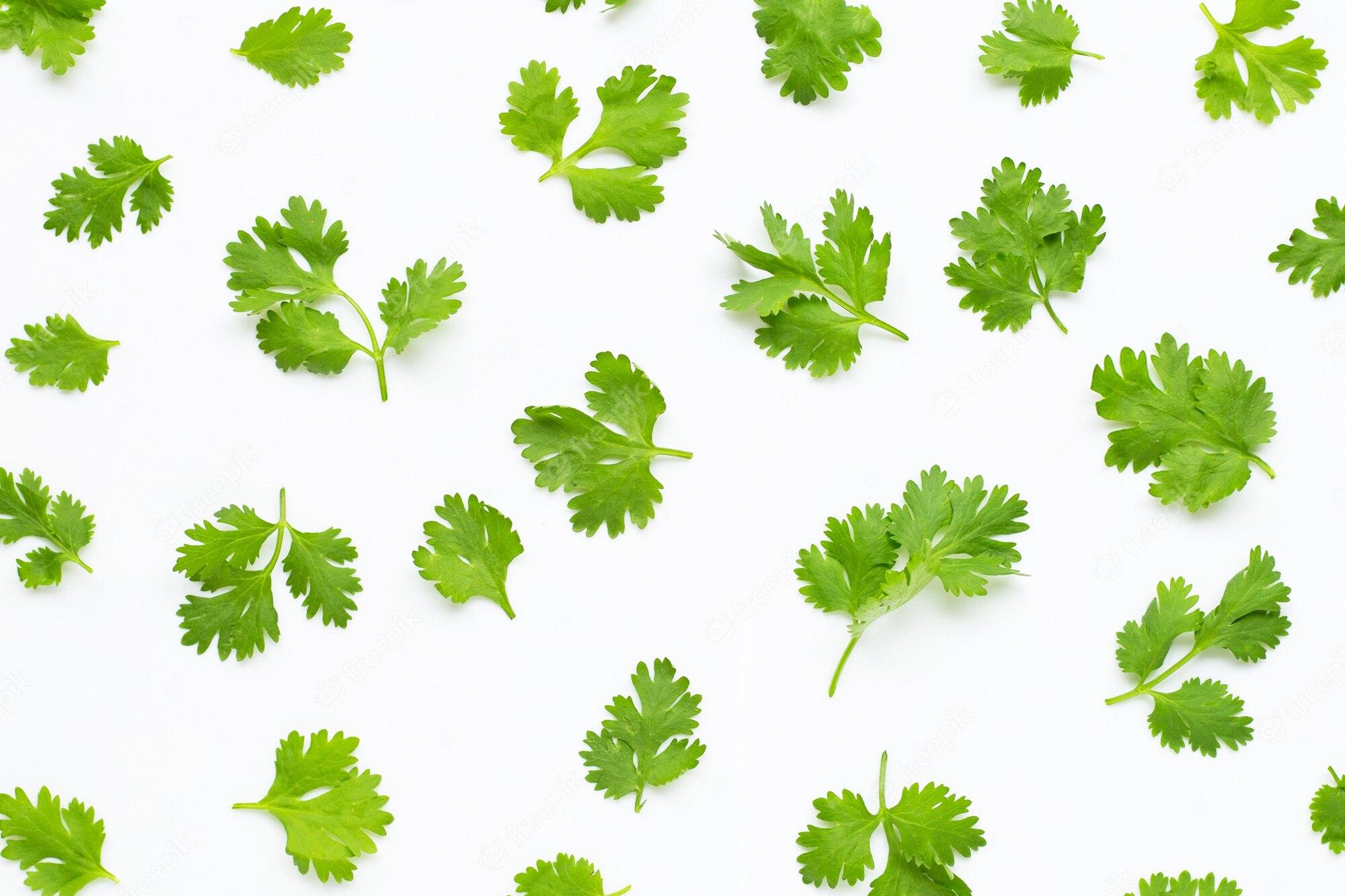 Coriander Wallpapers Top Free Coriander Backgrounds WallpaperAccess