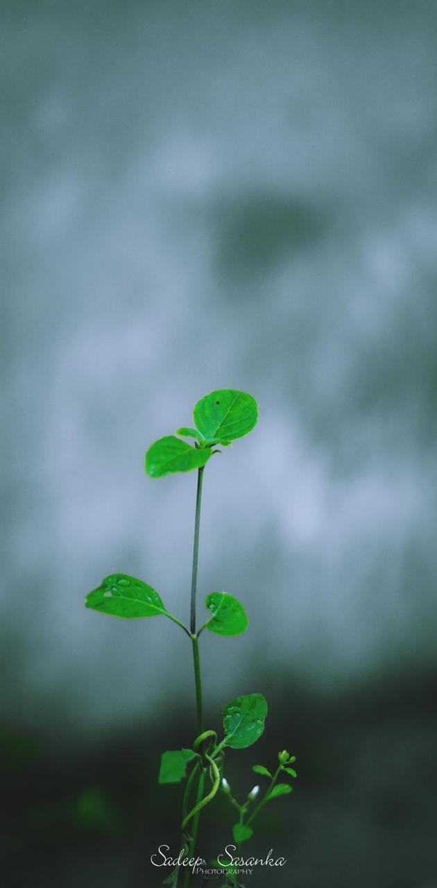 Small Tree Wallpapers Top Free Small Tree Backgrounds WallpaperAccess