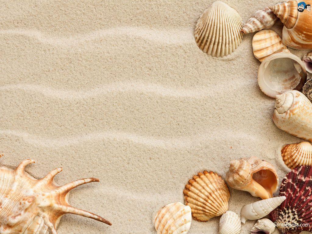 Sea Shell Wallpapers Top Free Sea Shell Backgrounds WallpaperAccess