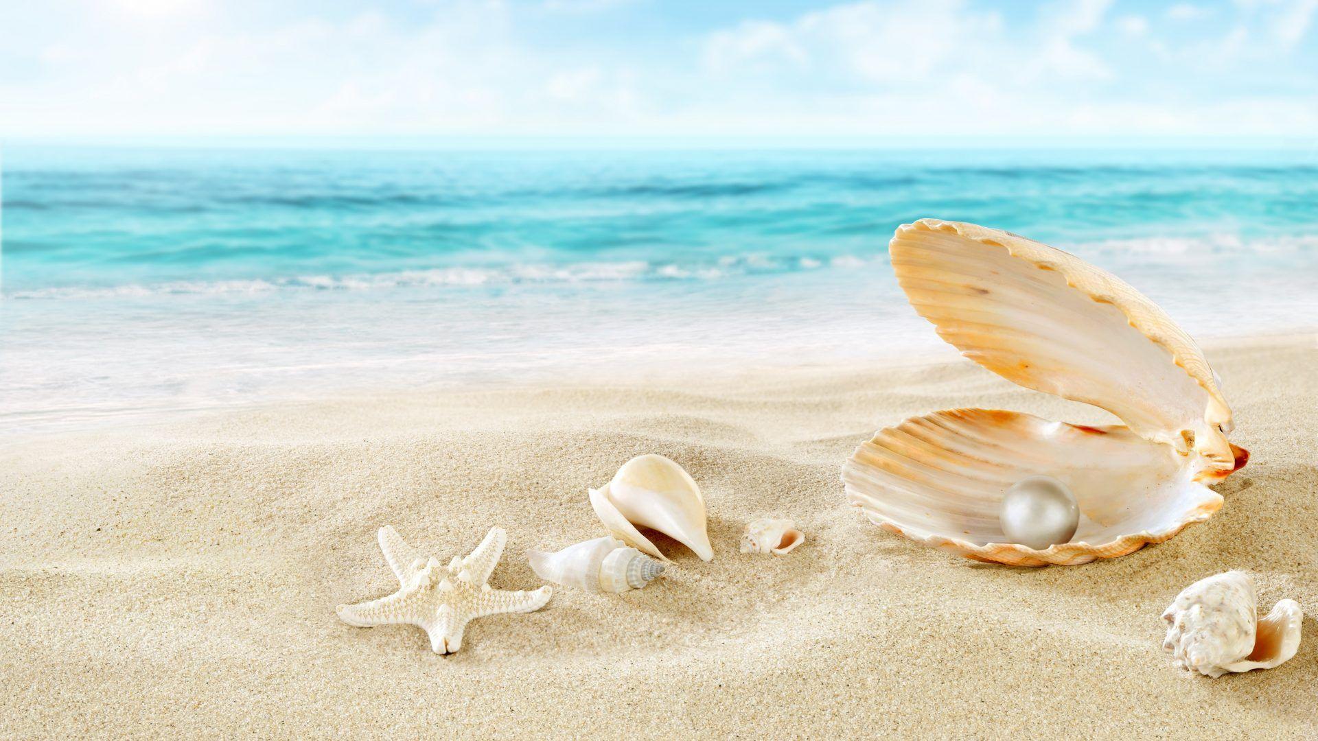 Sea Shell Wallpapers Top Free Sea Shell Backgrounds WallpaperAccess
