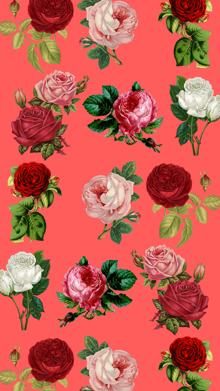 White Red Roses iPhone Wallpapers Top Free White Red Roses iPhone