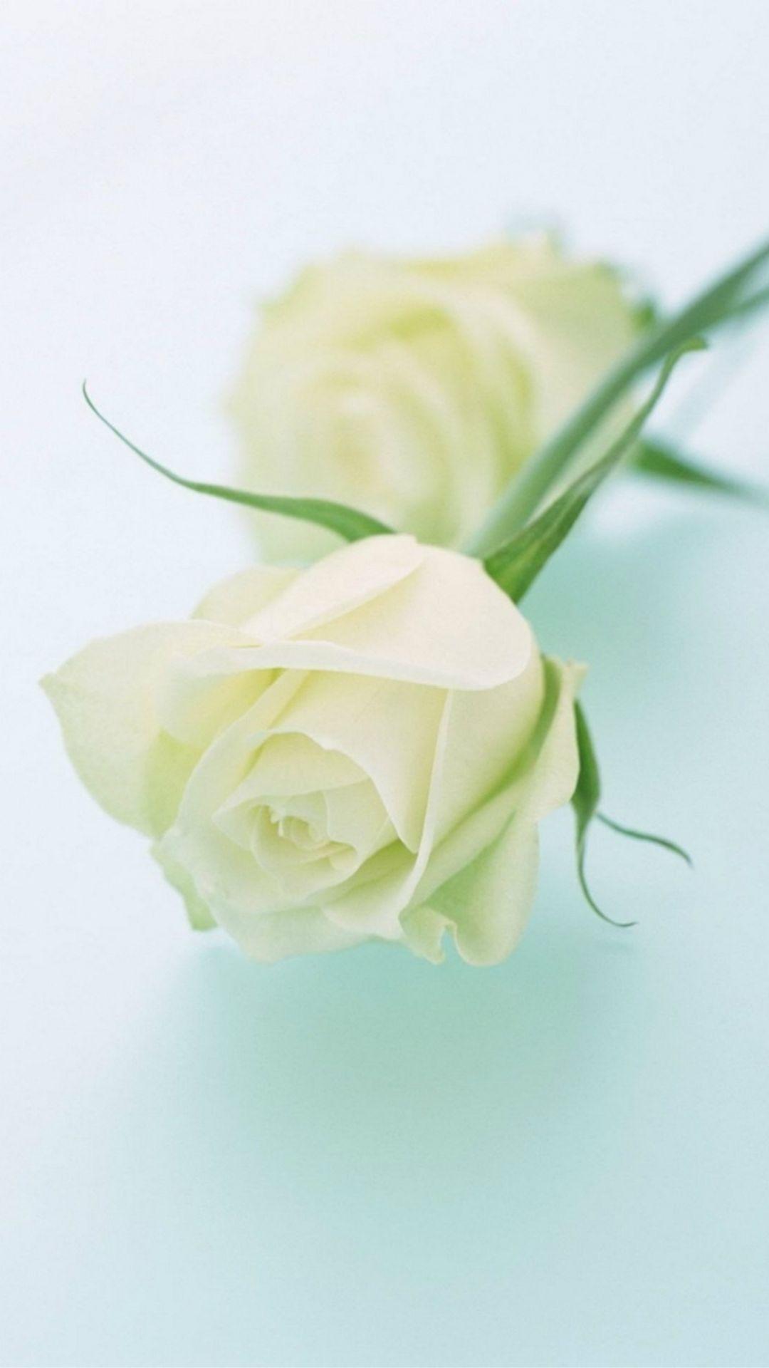 White Rose iPhone Wallpapers Top Free White Rose iPhone Backgrounds