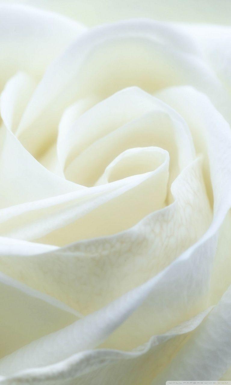 White Rose iPhone Wallpapers Top Free White Rose iPhone Backgrounds
