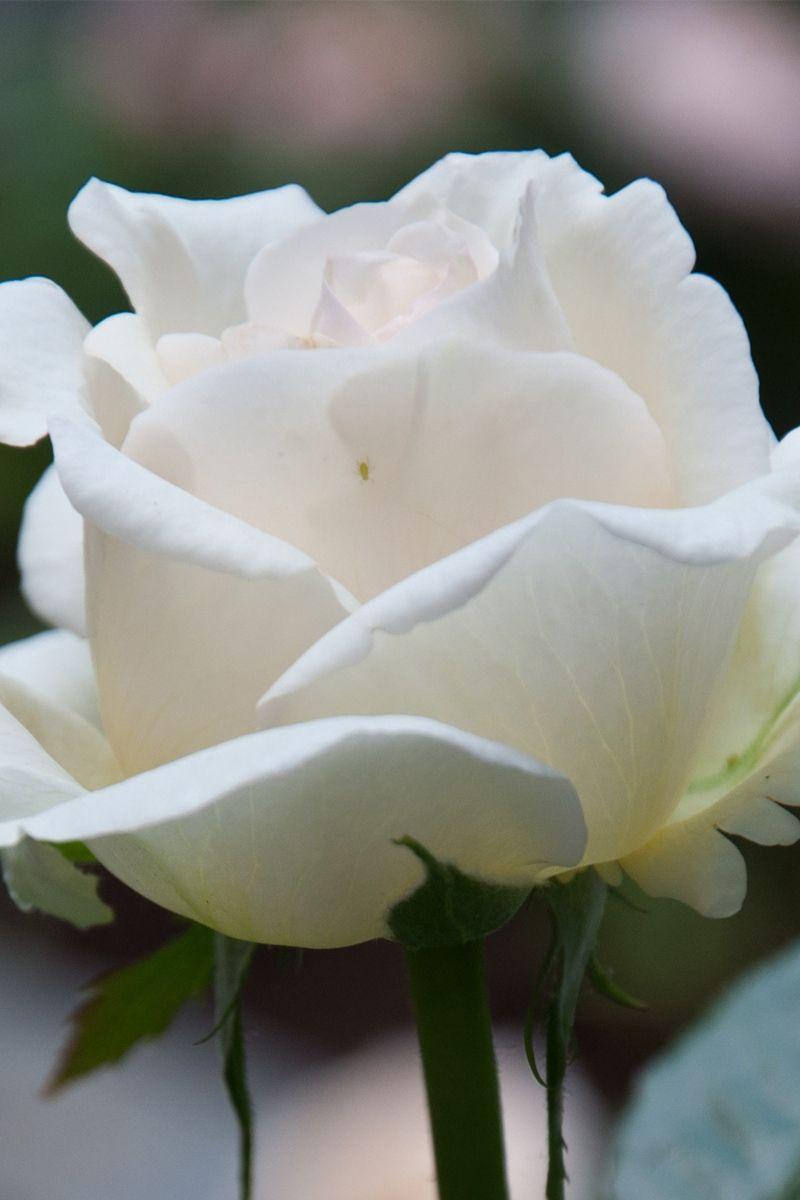 White Rose iPhone Wallpapers Top Free White Rose iPhone Backgrounds