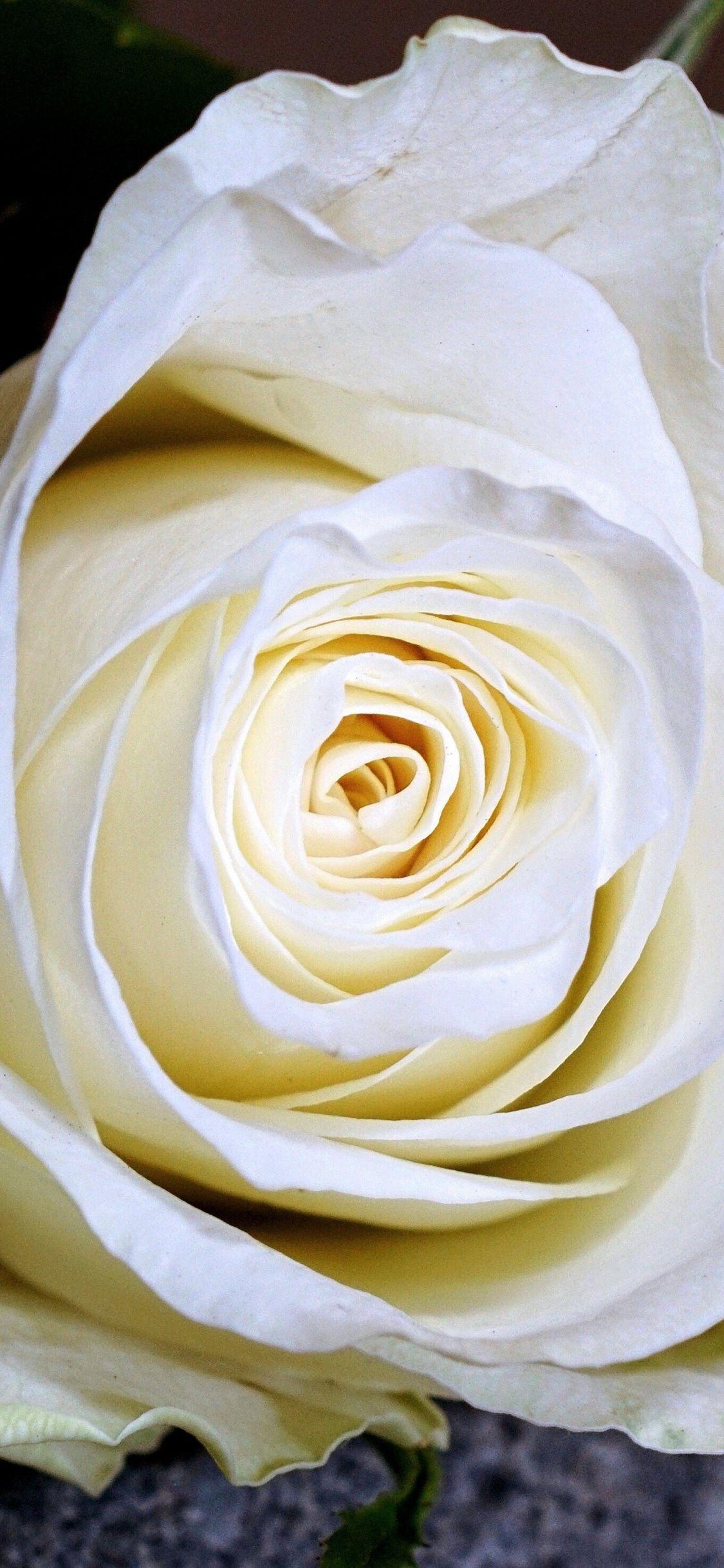 White Rose iPhone Wallpapers Top Free White Rose iPhone Backgrounds