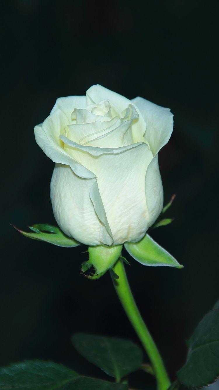 White Rose iPhone Wallpapers Top Free White Rose iPhone Backgrounds