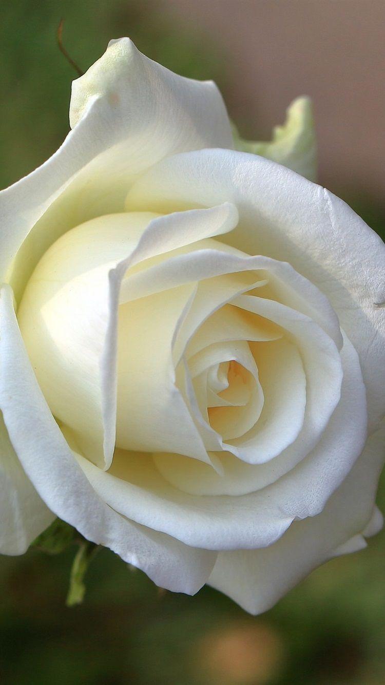 White Rose iPhone Wallpapers Top Free White Rose iPhone Backgrounds