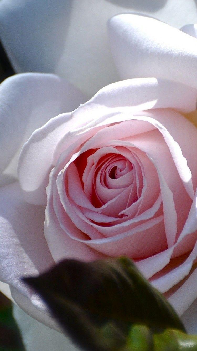 White Rose iPhone Wallpapers Top Free White Rose iPhone