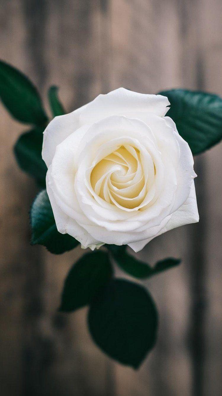 White Rose iPhone Wallpapers Top Free White Rose iPhone Backgrounds WallpaperAccess