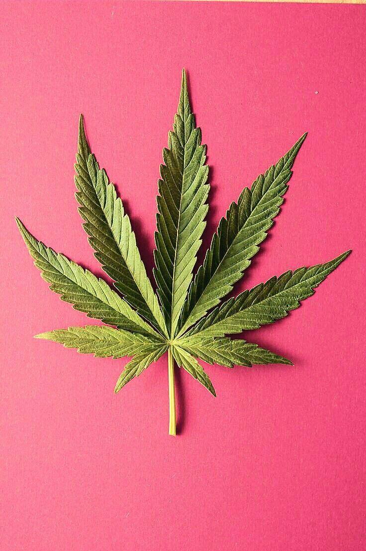 Pink Weed Wallpapers Top Free Pink Weed Backgrounds WallpaperAccess