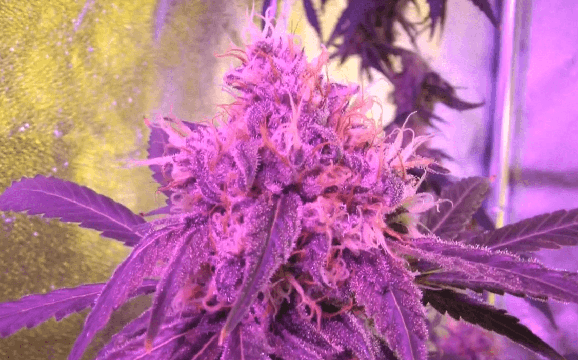 Pink Weed Wallpapers Top Free Pink Weed Backgrounds WallpaperAccess