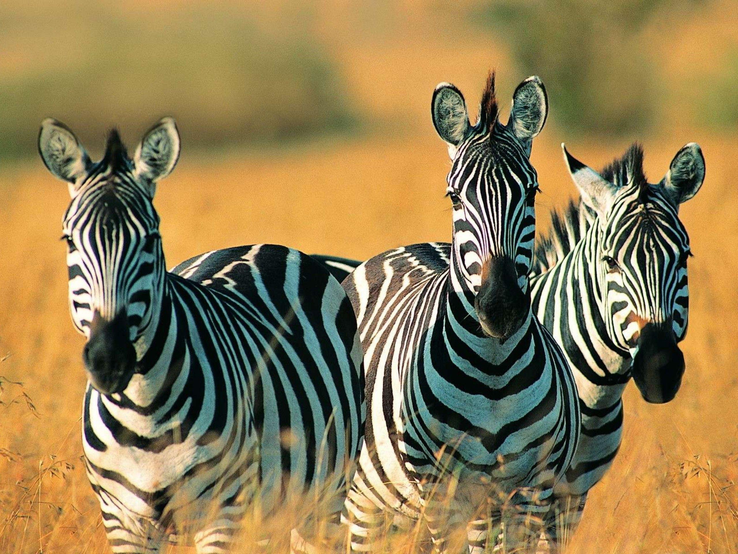 Cute Zebra Wallpapers Top Free Cute Zebra Backgrounds WallpaperAccess