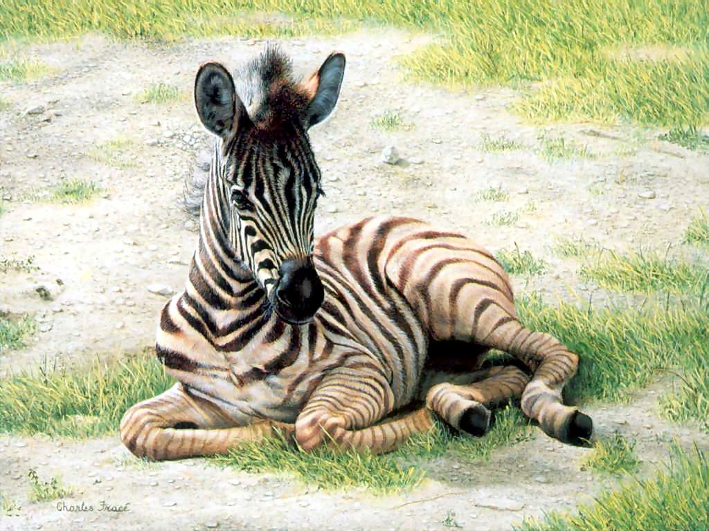 Cute Zebra Wallpapers Top Free Cute Zebra Backgrounds WallpaperAccess