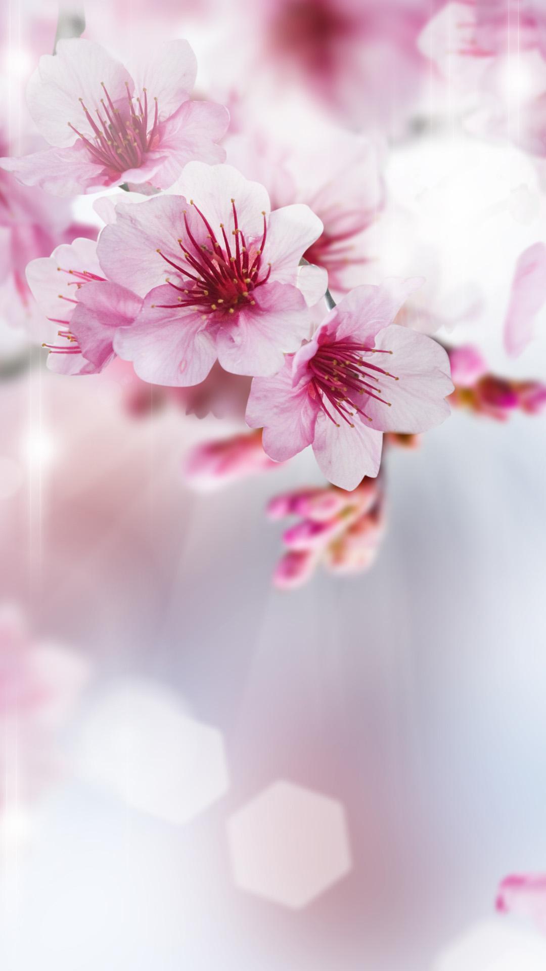 Pink Theme Wallpapers Top Free Pink Theme Backgrounds WallpaperAccess