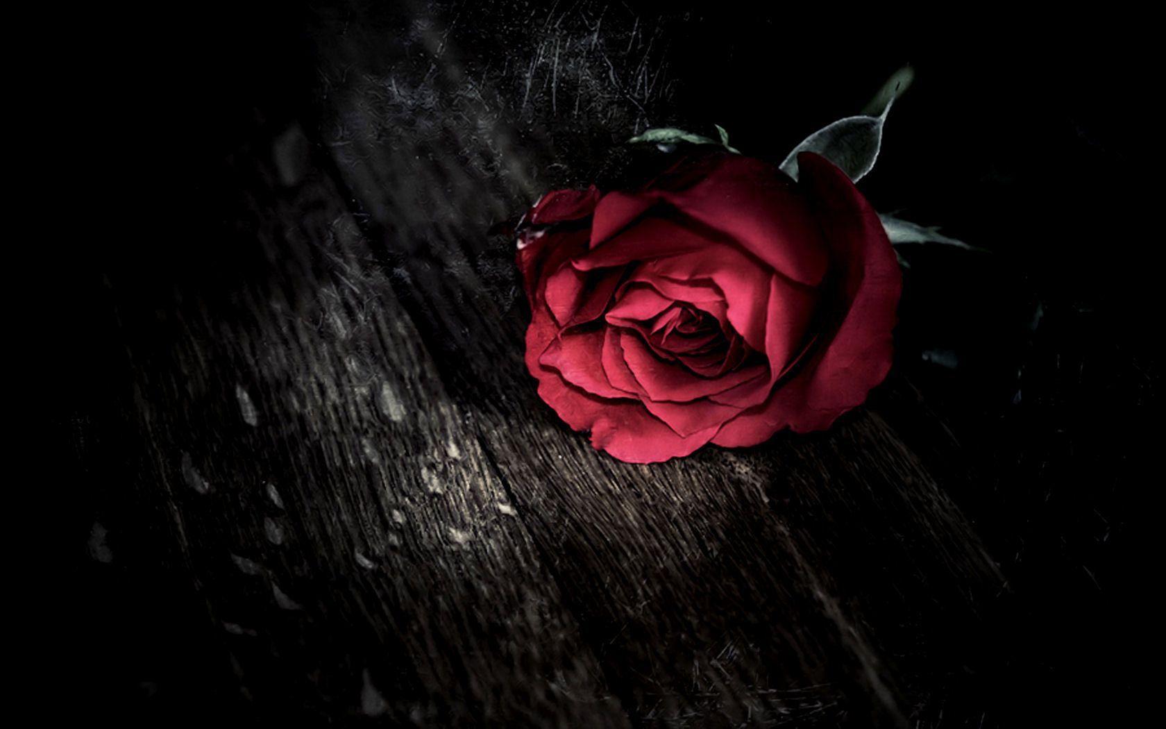 Black and Red Rose Wallpapers Top Free Black and Red Rose Backgrounds