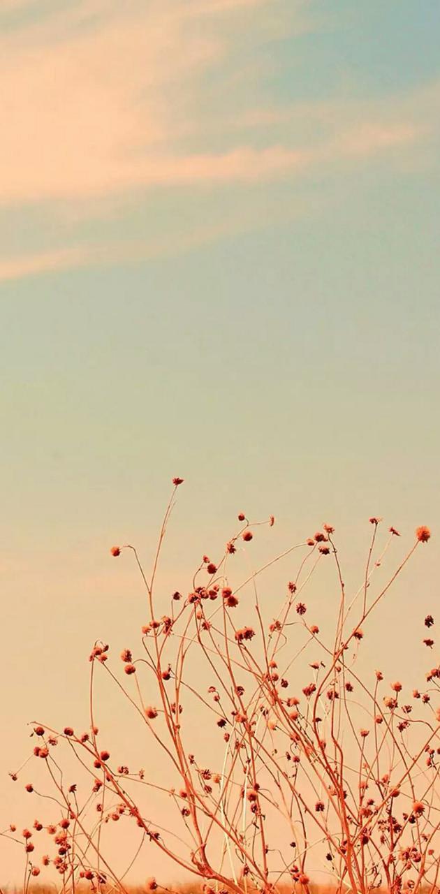 Basic Flower Wallpapers Top Free Basic Flower Backgrounds