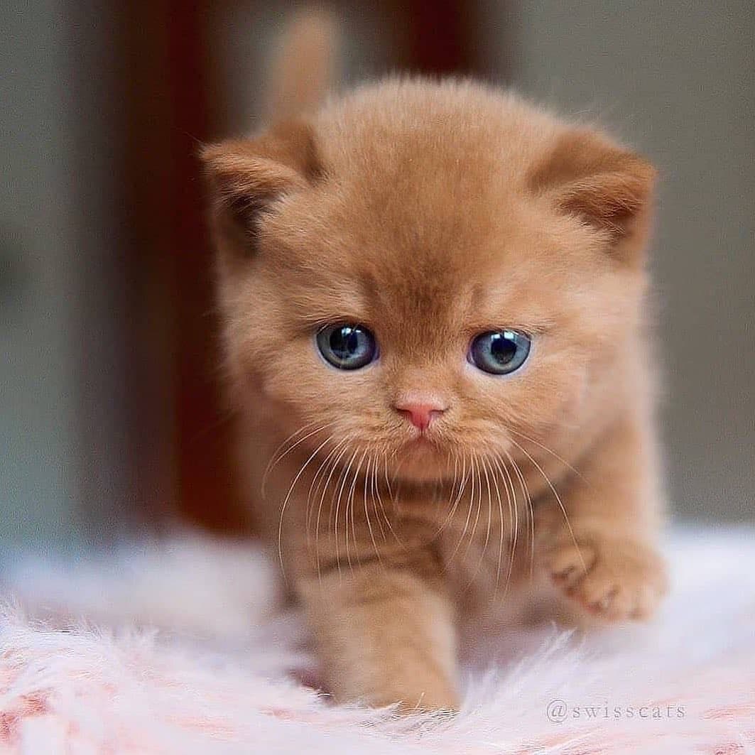 Munchkin Cat Wallpapers Top Free Munchkin Cat Backgrounds